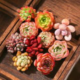 懋扬多肉植物室内小盆栽精品高端多肉大颗株好养花卉绿植阳台客厅 10颗多肉随机不重复