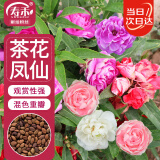 寿禾 茶花凤仙花种子指甲花春季花卉种籽 混色茶花凤仙花种子约1000粒