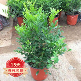 欧悟米兰花盆栽花卉植物室内四季开花带花苞浓香茉莉花苗盆景驱蚊绿植 九里香1盆【高度40-50cm原土】