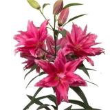 香水百合种球四季花卉好养易活盆栽室内花植物种球浓香百合花种球 D多头重瓣4 百合种球一颗
