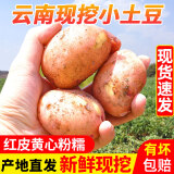 言片光 云南红皮黄心小土豆 高原特产洋芋马铃薯新鲜火锅食材蔬菜 小土豆10斤（净重9斤）鸡蛋大小