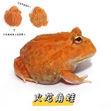 宠以沫活体宠物蛙黄金绿角草莓南瓜宇治皮卡丘双色霸王钟小丑非牛 火龙角蛙