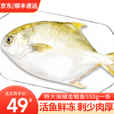 渔游记金鲳鱼青岛海捕活冻金鲳鱼袋装深海大鲳鱼平鱼扁鱼 超大号金鲳鱼550g/条*1条装
