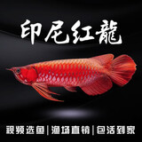 印尼红龙鱼活体鱼辣椒红龙超血红龙金龙鱼活鱼龙鱼小鱼热带观赏鱼 赛级——大湖红龙【包发色】 16-18cm【证书芯片齐全】包发色