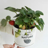 瑰玮奶油草莓苗盆栽带盆带土种籽子可食用红颜四季结果阳台种植新苗秧 四季草莓两盆（原盆原土发货） 不含盆