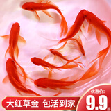 长尾大红草金鱼凤尾活鱼冷水观赏鱼好养耐活淡水鱼红草鱼短尾草金 3-5cm红草金5条