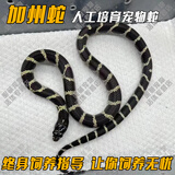 SMVP玉米蛇活物真蛇宠物蛇爬宠幼体翠青异宠白化蛇宠无毒黑王暴风雪盲 加州王【苗】