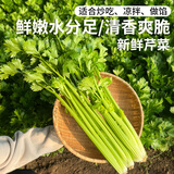 密农人家 农家种植新鲜芹菜 脆嫩爽口 适合炒着吃  500g 当季蔬菜