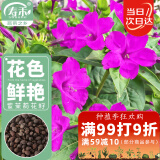 寿禾 紫茉莉花种子胭脂花四季种植花籽 紫茉莉种子紫红色25g约330粒