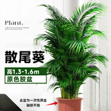 中梦散尾葵植物盆栽客厅大型绿植室内办公室凤尾竹盆景天堂鸟花卉 散尾葵高1.3-1.6米+原胶盆