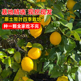 花翁柠檬树果苗盆栽室内庭院四季好养 香水柠檬40-50厘米高源头直发
