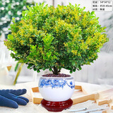 种花迷香水米兰花盆栽花卉绿植室内老桩带花苞四季开花好养驱蚊植物树苗 （花期带花苞）五年米兰+青花瓷 含盆