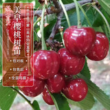 四万公里【买一送一】车厘子树苗美早樱桃树水果树裸根苗南北方种盆栽地栽