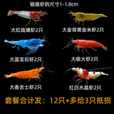 鱼官儿观赏虾工具虾草缸米虾淡水樱花虾水晶虾除藻虾活体水草莫斯 大号观赏虾D套餐