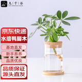 九千谷鸭脚木水培植物八方来财鹅掌柴招财树含玻璃瓶竹托源头直发
