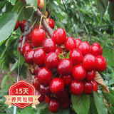 欧悟正宗烟台嫁接车厘子树苗大樱桃树苗南北方种植庭院阳台盆栽果树苗 耐寒福星6年苗