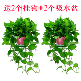长藤绿萝盆栽室内花卉大叶绿箩水养盆景桌面办公客厅水培垂吊绿植 粉盆2盆藤长30cm左右带吸水盆