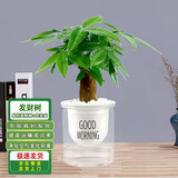 通沭发财树室内盆栽花卉绿植桌面发财树 单杆发财树+早安盆源头直发