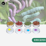 九千谷蚕宝宝活体套装 学生养蚕工具新鲜桑叶七彩金丝彩色蚕卵蚕种 黄紫红蓝饲料（小盒装）4色