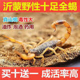 蝎子活全蝎正宗沂蒙山野性十足活蝎子食用活体毒蝎子油炸泡酒煲汤 20只公母混装4-5厘米送2只防死
