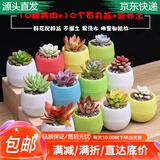 急兔多肉植物含盆多肉植物绿植盆栽10个肉10个塑料石丸盆土源头直发
