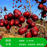 鑫意大枣树苗特大红枣树苗枣树活苗冬枣苗南北方种植果树苗当年结果 和田大枣树苗6年苗【当年结果】 4年枣树苗明年结果
