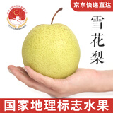 京觅河北赵县特产赵州雪花梨单果300g起4.5斤装冰糖雪梨源头直发