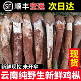 土地母亲计划 云南火把鸡枞菌新鲜荔枝菌野生鲜菌菇未开伞独白鸡枞菌云南特产 火把鸡枞 净重500g 精选未开伞