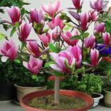 萌肉居玉兰花树苗玉兰风景树绿化苗花卉玉兰花地径3公分粗1棵源头直发