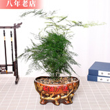 雅卉盆栽大文竹耐阴四季常青植物去客厅办公室内开业绿植大盆景 大文竹+复古财源广进花盆