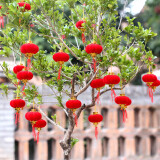 仕彩新年小灯笼挂树上元宵节家里阳台过年结婚装饰品乔迁室内盆栽25个