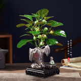 京云梦小盼菩提树盆栽盆景植物带果绿植室内禅意静字盆+和尚源头直发