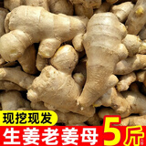 当季新鲜小黄姜现挖带泥月子姜农家自种老生黄姜姜母仔姜姜种整箱 3斤 【净重2.5-3斤】 碎姜【姜母，偏碎不推荐】