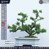 潮裕盆景黄杨木老桩树室内摆放盆景桌面盆栽客厅办公室阳台玄关摆件造型树 老桩小叶黄杨28 带盆栽好