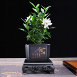 幼薇小叶栀子花四季盆栽植物室内好养办公室桌面带盆景花苞开花小绿植 栀子花+舍得PVC盆+方形底盘 带盆栽好