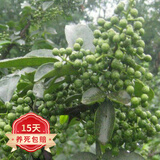 欧悟 花椒树苗 麻椒花椒苗藤椒庭院阳台盆栽地栽果树苗南北方种植苗木 青花椒 两年嫁接苗