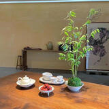 MPPMCK观音竹 水培米竹水培鱼缸玻璃瓶带根苔藓球植物室内禅意盆栽凤尾 桌摆款12根苔藓球翡翠观音竹25cm