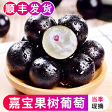 【顺丰】新鲜现摘树葡萄 嘉宝果加宝果 应季水果鲜果 老树大果 500g