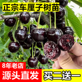 欧悟【买2颗送1颗】嫁接车厘子树苗大樱桃树苗盆栽果树苗木南北方种植 黑珍珠车厘子树苗 七年大苗（结果多）