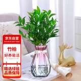 花行榜竹柏盆栽水培驱蚊植物室内绿植盆栽花卉10棵+紫灰钻石瓶源头直发