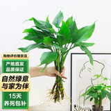 泰西丝水培植物万年青绿植花卉摆件 万年青6株40-50CM不含瓶 源头直发