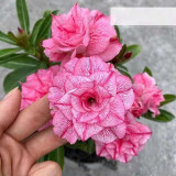 元井重瓣沙漠玫瑰盆栽老桩室内多色阳台花卉绿植盆景多肉 粉色 五年苗【原土袋】