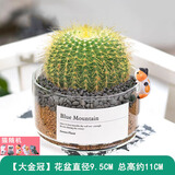 绿荫巷子多肉植物仙人掌盆栽肉肉室内桌面创意绿植小盆栽带盆 【大金冠】浅玻璃杯+杯口猫