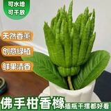 云南新鲜佛手果柑香橼黄色佛手水培观赏清供把玩闻香食用现货速发 3斤观赏果（青黄随机）