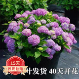 欧悟绣球花苗盆栽四季开花室内植物绿植花卉庭院地栽阳台无尽夏树苗 优选壮苗开花多【品种备注】 原土带叶