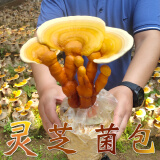 菇婆婆平菇蘑菇种植菌包菌棒盆栽食用菌种家庭趣味栽培阳台采新鲜的蘑菇 灵芝【出口级-1袋装】 袋装