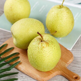 正宗雪花梨  河北冰糖雪梨 现货速发 现摘现发新鲜梨子，适合炖煮 带箱5斤 大果（单果300克以上