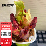 超大盆栽猪笼草食虫食人花卉水培植物茅膏菜绿植捕虫草D7 紫红瓶子草(自吸盆) 含盆