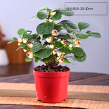 小盼菩提树盆栽绿植物室内花盆景办公室桌面观叶四季客厅好养活树 菩提【带果发货】原盆原土 带盆栽好