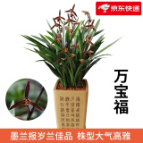 劉閣蘭花南靖金边兰花雪女夏带花苞出售建兰四季兰花苗好养花卉名品 万宝福4苗连体